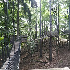 Part of the canopy trail, 2021-08-15