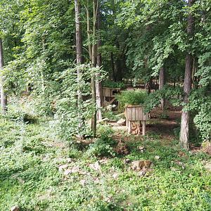 Arctic fox exhibit, 2021-08-15