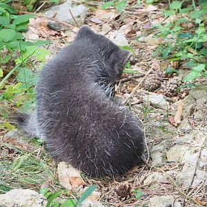 Arctic fox (Vulpes lagopus), 2021-08-15