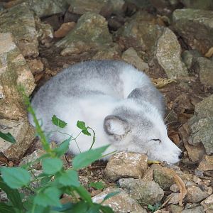 Arctic fox (Vulpes lagopus), 2021-08-15