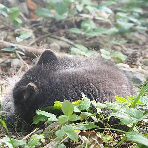 Arctic fox (Vulpes lagopus), 2021-08-15