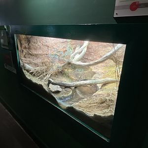Reptile House - African bullfrog exhibit 180322