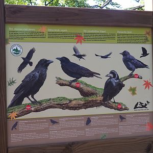 Native corvids signage with buttons for playable sound recordings, 2021-08-15