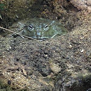 Reptile House - African bullfrog 180322