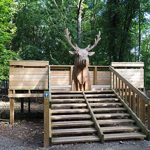 Eurasian forest reindeer viewing area, 2021-08-15