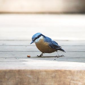 Wild Eurasian nuthatch (Sitta europaea), 2021-08-15