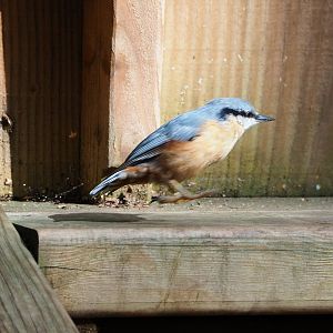 Wild Eurasian nuthatch (Sitta europaea), 2021-08-15
