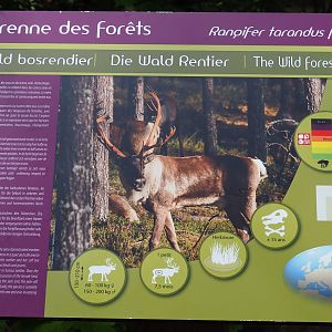 Eurasian forest reindeer signage, 2021-08-15