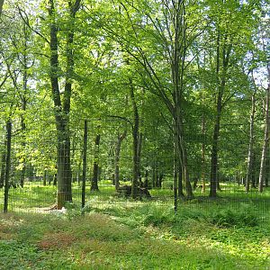 Eurasian wolf exhibit, 2021-08-15