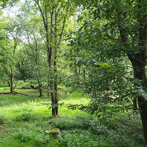 Eurasian wolf exhibit, 2021-08-15