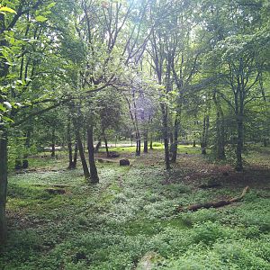 Eurasian wolf exhibit, 2021-08-15
