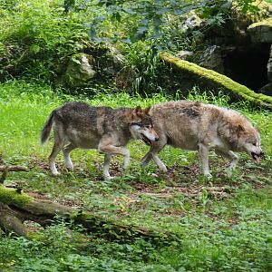 Eurasian wolves (Canis lupus lupus), 2021-08-15