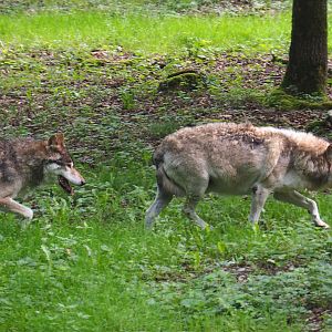 Eurasian wolves (Canis lupus lupus), 2021-08-15