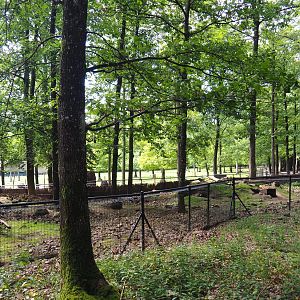 Alpine marmot exhibit, 2021-08-15