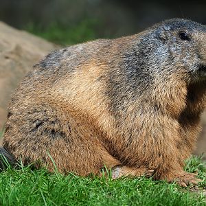 Alpine marmot (Marmota marmota marmota), 2021-08-15