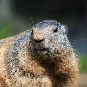 Alpine marmot (Marmota marmota marmota), 2021-08-15
