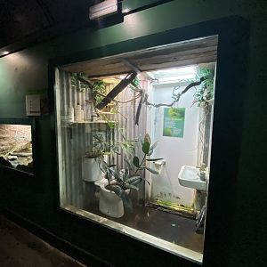 Reptile House - White's tree frog exhibit 180322
