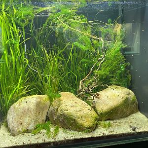 Reptile House - Lake Oku clawed frog exhibit 180322