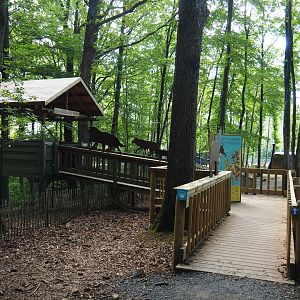Eurasian wolf viewing area, 2021-08-15