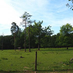 Sika deer paddock, 2021-08-15