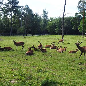 Sika deer herd (Cervus nippon), 2021-08-15