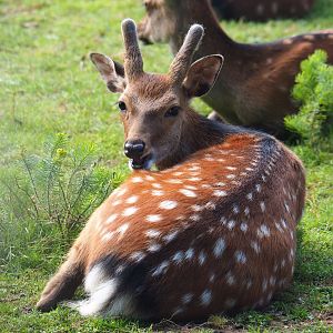 Sika deer spike buck (Cervus nippon), 2021-08-15