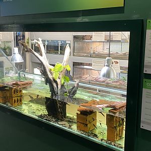 Reptile House - Mixed midwife toad exhibit 180322