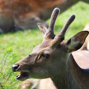 Sika deer spike buck (Cervus nippon), 2021-08-15