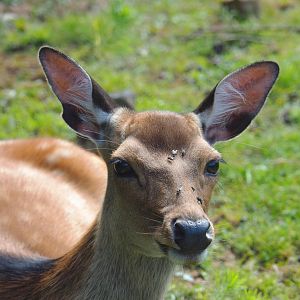 Sika deer doe (Cervus nippon), 2021-08-15