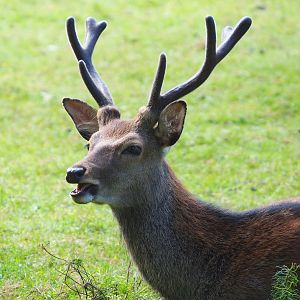 Sika deer buck (Cervus nippon), 2021-08-15
