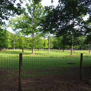 Sika deer paddock, 2021-08-15