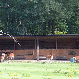Sika deer barn, 2021-08-15
