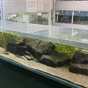 Reptile House - Sardinian brook salamander exhibit 180322