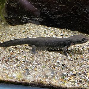 Reptile House - Sardinian brook salamander 180322