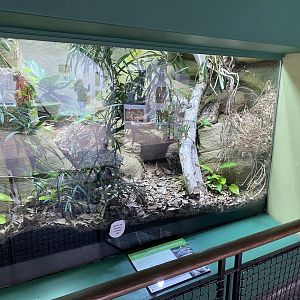 Reptile House - Central American bushmaster exhibit 180322