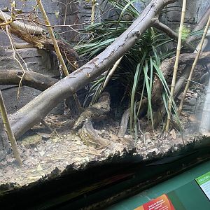 Reptile House - King cobra exhibit 180322