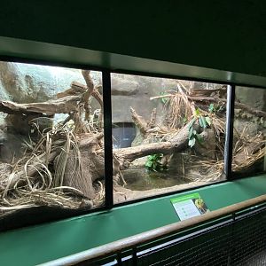 Reptile House - Mindanao water monitor exhibit 180322
