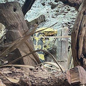 Reptile House - Mindanao water monitor 180322