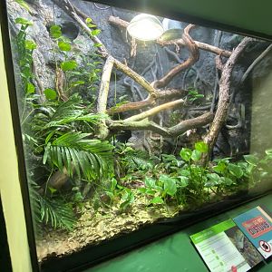 Reptile House - Jamaican boa exhibit 180322