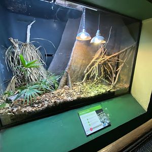 Reptile House - Dumeril's boa exhibit 180322