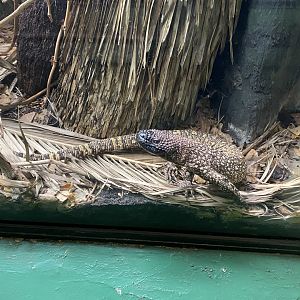 Reptile House - Rio Fuerte beaded lizard 180322