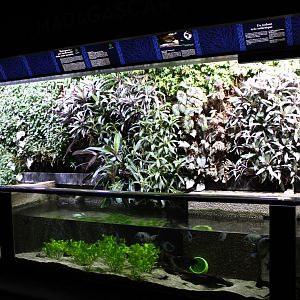 Aquarium Paretroplus menarambo