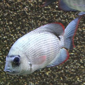 Paretroplus menarambo