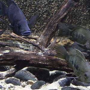Grandidier's malagasy cichlids - Ptychochromis grandidieri