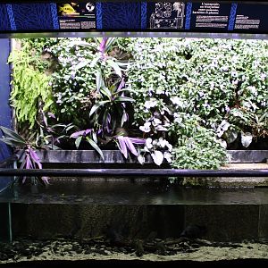 Aquarium Grandidier's malagasy cichlid