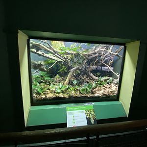 Reptile House - Jungle carpet python exhibit 180322