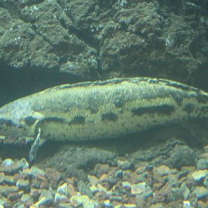 Forest snakehead