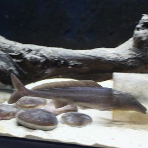 Fish ID ( electric species )