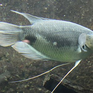 Gourami-species