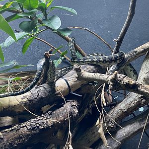 Reptile House - Jungle carpet python 180322